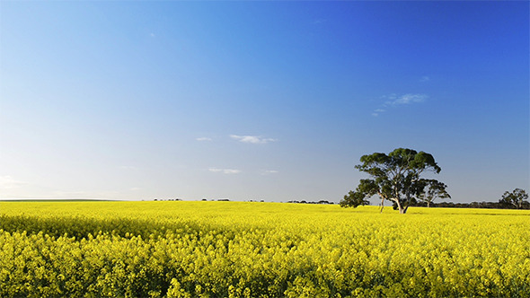 VideoHive Field 9697269 VideoHive Field 9697269