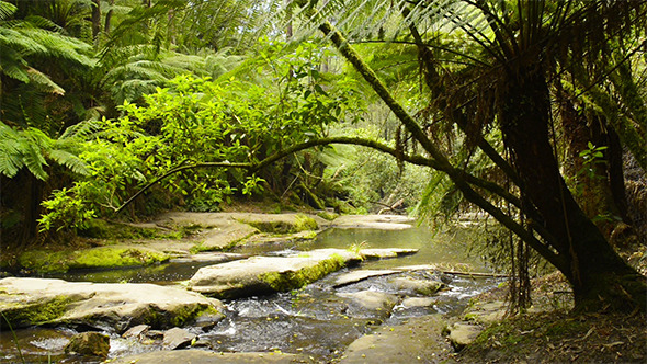 VideoHive Rainforest Stream 9697761 VideoHive Rainforest Stream 9697761