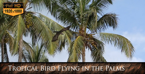 VideoHive Tropical Bird Flying in the Palms 9697781 VideoHive Tropical Bird Flying in the Palms 9697781