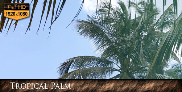 Tropical Palms Tropical Palms