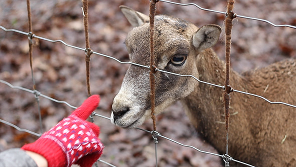 VideoHive Deer at Fence 9700577 VideoHive Deer at Fence 9700577