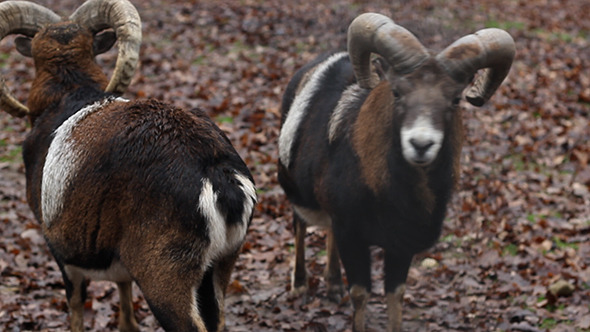 VideoHive Two Mouflons 9700802 VideoHive Two Mouflons 9700802