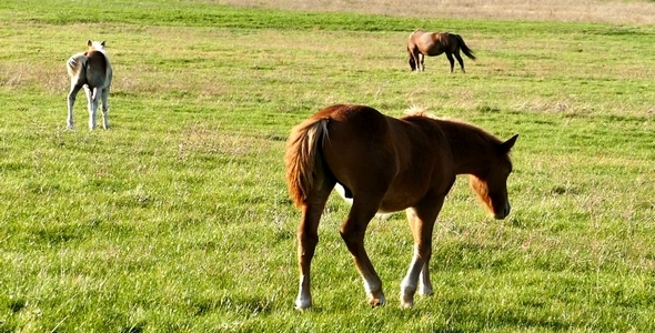 VideoHive Horses 5 9701214 VideoHive Horses 5 9701214