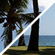 Palm Beach - VideoHive Item for Sale