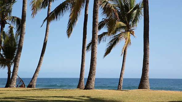 VideoHive Palm Beach and Sea 9702887 VideoHive Palm Beach and Sea 9702887