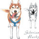 Sketch Akita Inu Japanese Dog smiles - 4