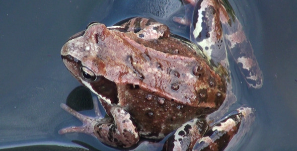 VideoHive Frog in the Water 3 9705522 VideoHive Frog in the Water 3 9705522