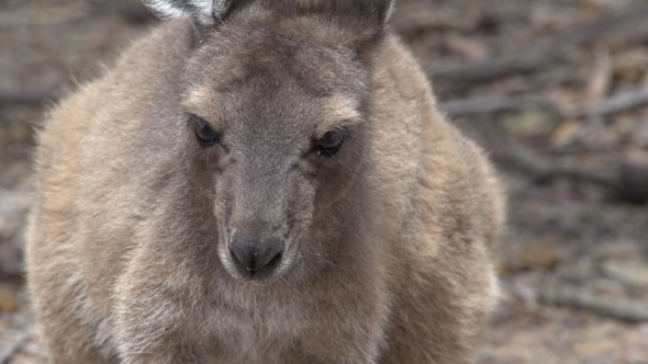 VideoHive Close Up Baby Kangaroo In Cape Le Grand National Park 9705975 VideoHive Close Up Baby Kangaroo In Cape Le Grand National Park 9705975
