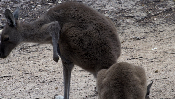 VideoHive Mother Kangaroo Scratching Here Pouch In Cape Le Grand National Park 9705976 VideoHive Mother Kangaroo Scratching Here Pouch In Cape Le Grand National Park 9705976