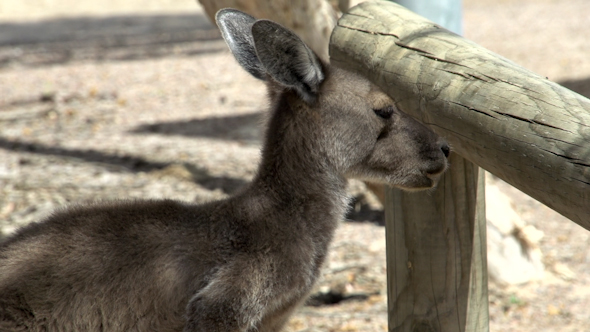 VideoHive Itchy Kangaroo In Cape Le Grand National Park 9706001 VideoHive Itchy Kangaroo In Cape Le Grand National Park 9706001