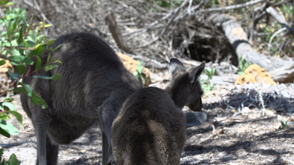 VideoHive Mother Kangaroo Cleaning Her Baby In Cape Le Grand National Park 9706005 VideoHive Mother Kangaroo Cleaning Her Baby In Cape Le Grand National Park 9706005