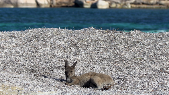 VideoHive Baby Kangaroo Relaxing On The Lucky Bay Beach In Cape Le Grand National Park 9706014 VideoHive Baby Kangaroo Relaxing On The Lucky Bay Beach In Cape Le Grand National Park 9706014