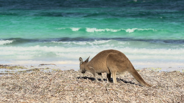 VideoHive Kangaroo At Lucky Bay Beach In Cape Le Grand National Park 9706015 VideoHive Kangaroo At Lucky Bay Beach In Cape Le Grand National Park 9706015