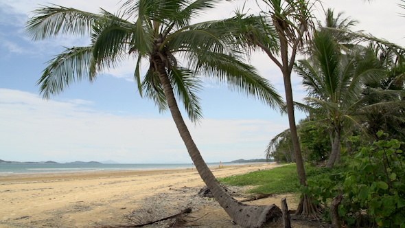 VideoHive Pan From Mission Beach With Palm Tree And Dunk Island At The Background 9706021 VideoHive Pan From Mission Beach With Palm Tree And Dunk Island At The Background 9706021