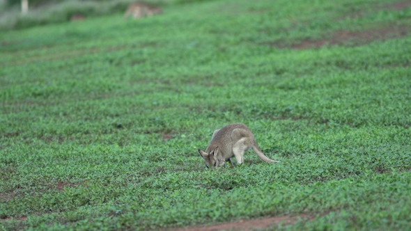 VideoHive Little Wallaby In Mission Beach Australia 9706058 VideoHive Little Wallaby In Mission Beach Australia 9706058