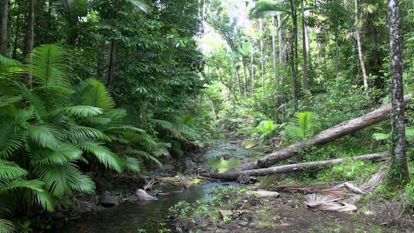 VideoHive Rain Forest In Mission Beach In Queensland Australia 9706065 VideoHive Rain Forest In Mission Beach In Queensland Australia 9706065
