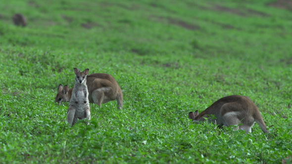 Group Of Wallabies On A Grass Field In Mission Beach Queensland Australia Group Of Wallabies On A Grass Field In Mission Beach Queensland Australia