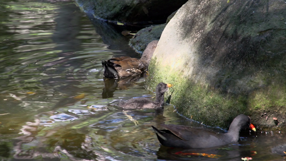 VideoHive Coot Feeding Her Babies In South Bank Parklands In Brisbane 9706110 VideoHive Coot Feeding Her Babies In South Bank Parklands In Brisbane 9706110