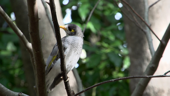 VideoHive Little Gray Bird In A Tree In Brisbane 9706231 VideoHive Little Gray Bird In A Tree In Brisbane 9706231