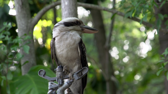 VideoHive Kookaburra At A Water Sprinkler 9706253 VideoHive Kookaburra At A Water Sprinkler 9706253