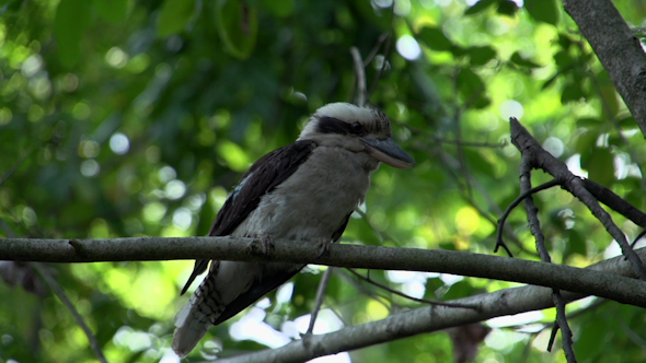 VideoHive Kookaburra Looking Around In A Tree 9706258 VideoHive Kookaburra Looking Around In A Tree 9706258