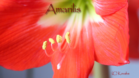 Amaryllis Flower 2 Amaryllis Flower 2