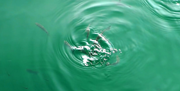 Fishes in the Sea Fishes in the Sea