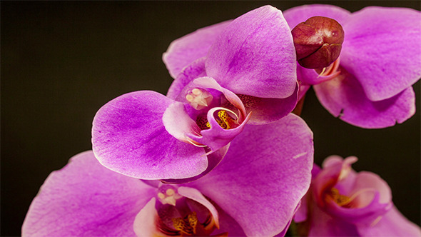 VideoHive Purple Orchid Opening 9709832 VideoHive Purple Orchid Opening 9709832