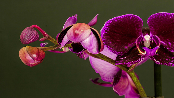 VideoHive Purple Orchid Opening 2 9709869 VideoHive Purple Orchid Opening 2 9709869
