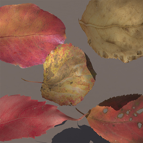 3DOcean Autumn Fall Leafs PACK Low Poly 3D Model 9711490 3DOcean Autumn Fall Leafs PACK Low Poly 3D Model 9711490