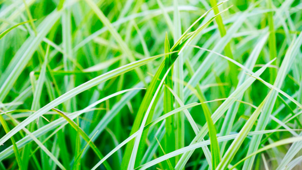 VideoHive Summer Meadow 9711852 VideoHive Summer Meadow 9711852