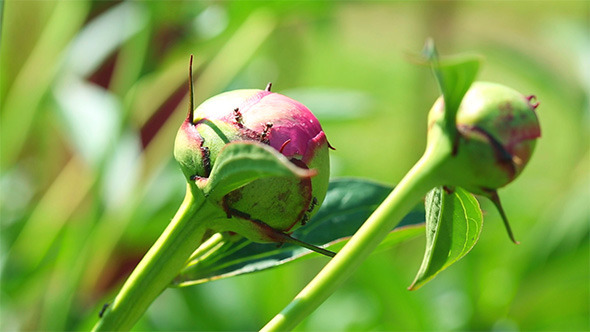 VideoHive Peony Buds 9712195 VideoHive Peony Buds 9712195