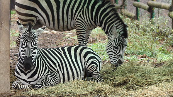 VideoHive Zebras Grazing 9712534 VideoHive Zebras Grazing 9712534