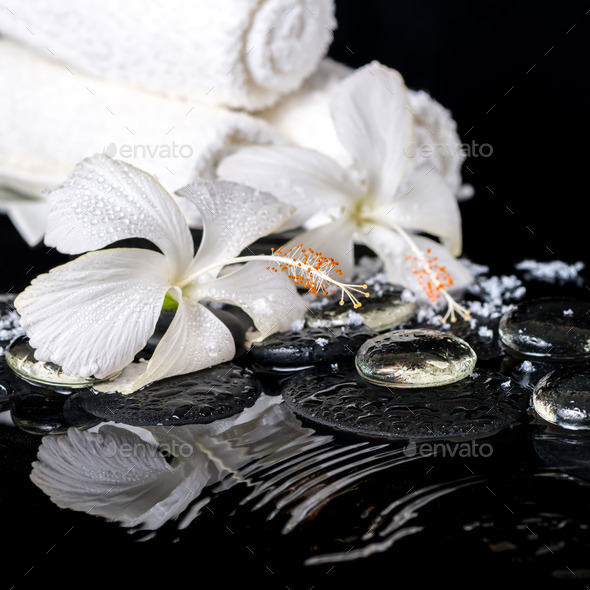 cryogenic spa still life of delicate white hibiscus, zen stones