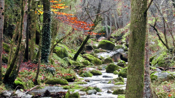 VideoHive Winding Creek Cascades Under the Rain in Fall 9713299 VideoHive Winding Creek Cascades Under the Rain in Fall 9713299
