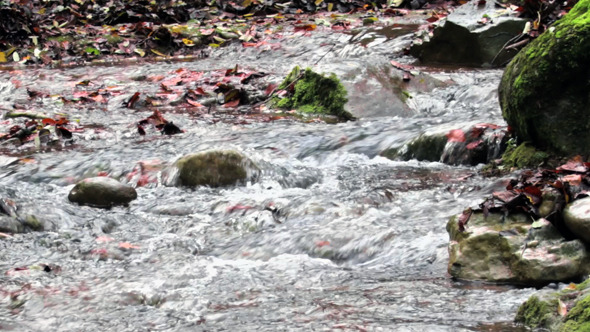 VideoHive Mighty Creek in Autumn Panoramic View 9713313 VideoHive Mighty Creek in Autumn Panoramic View 9713313