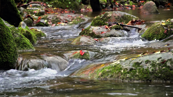 VideoHive Creek Cascade with Fallen Red Leaves in Fall 9713384 VideoHive Creek Cascade with Fallen Red Leaves in Fall 9713384