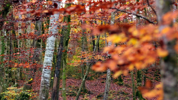 VideoHive Beech Forest with Falling Leaves in Fall 9713433 VideoHive Beech Forest with Falling Leaves in Fall 9713433