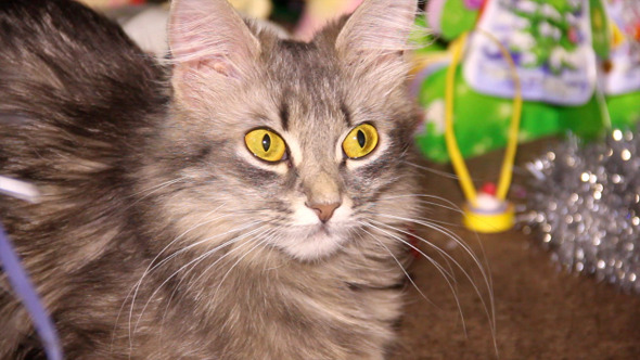 VideoHive Cat Near The Christmas Tree 1 9714768 VideoHive Cat Near The Christmas Tree 1 9714768