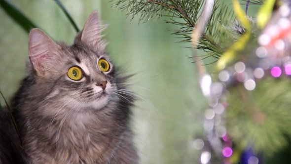 VideoHive Cat Near The Christmas Tree 4 9714776 VideoHive Cat Near The Christmas Tree 4 9714776