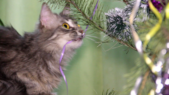 Cat Near The Christmas Tree 5
