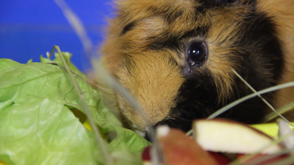 VideoHive Guinea Pig 6 9714825 VideoHive Guinea Pig 6 9714825