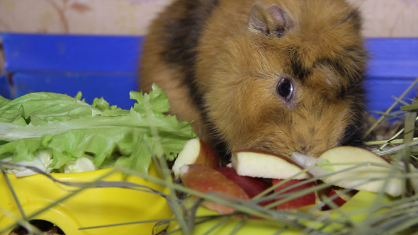 VideoHive Guinea Pig 7 9714874 VideoHive Guinea Pig 7 9714874