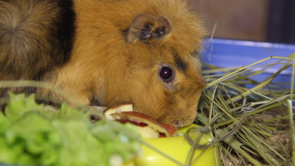 VideoHive Guinea Pig 8 9714880 VideoHive Guinea Pig 8 9714880