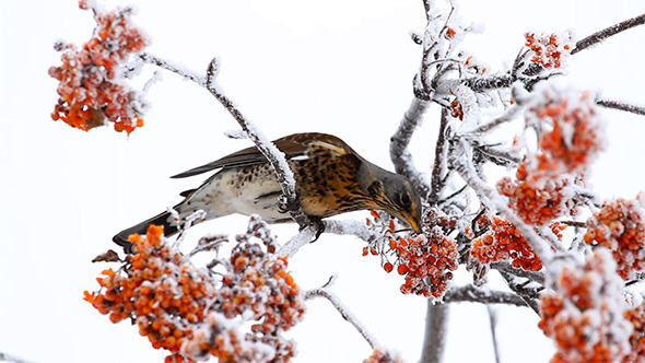 VideoHive Thrush Eats Rowanberry 9715141 VideoHive Thrush Eats Rowanberry 9715141