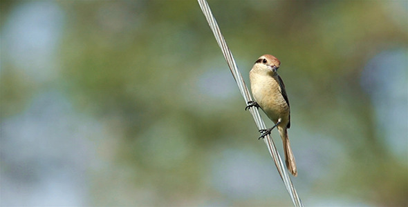 VideoHive Brown Shrike Lanius cristatus 9718222 VideoHive Brown Shrike Lanius cristatus 9718222