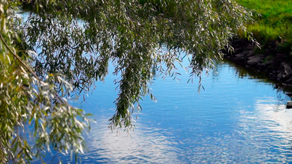 VideoHive Willow Near The River 9720143 VideoHive Willow Near The River 9720143