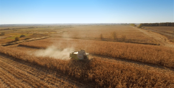 Harvesters Work on Cornfield 3 Harvesters Work on Cornfield 3