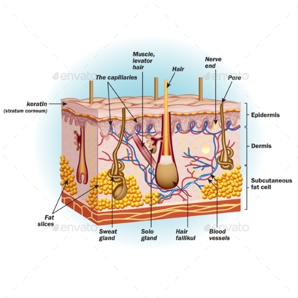 Structure of Human Skin Cells (Health/Medicine)