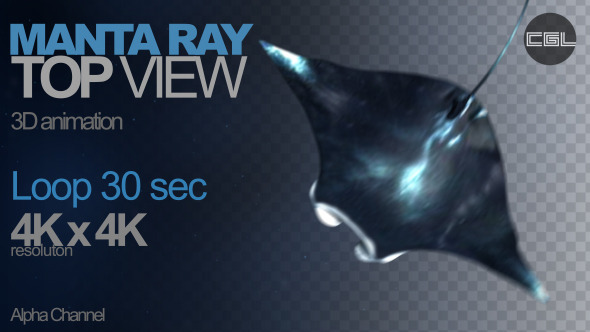 Manta Ray Top View Manta Ray Top View